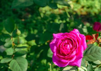 前橋バラ園　ばらの花38