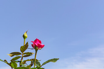 前橋バラ園　ばらの花28