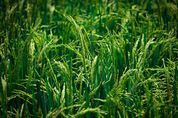 Golden yellow rice growing amidst lush green rice fields under soft sunlight. Agricultural landscape concept