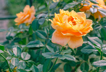 前橋バラ園　ばらの花11