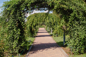 前橋バラ園　ばらの花の回廊