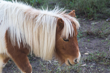 Brown and white pony with a long, flowing mane standing in a natural outdoor setting, looking...