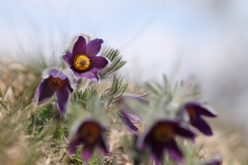 fiori di anemone pulsatilla in primavera al tramonto