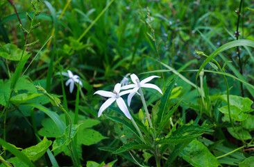 Fototapeta premium Delicate white Ki Tolod flowers blooming among lush wild grass. Wild botanical concept