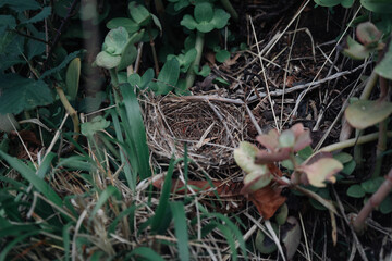 A small, empty bird nest rests on the ground surrounded by lush greenery. The nest is woven from twigs and grasses, showcasing nature’s craftsmanship.
