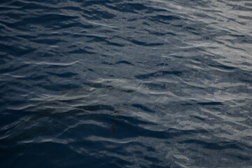 A dolphin can be seen gliding effortlessly beneath the clear blue water, creating gentle ripples as...