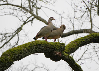 Two egyptian geese (Alopochen aegyptiaca) perched on mossy tree branch in natural woodland setting