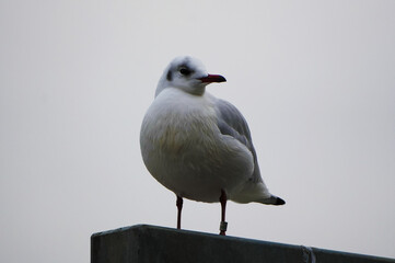black-headed gull (Chroicocephalus ridibundus) perched on metal railing with white plumage against gray sky background