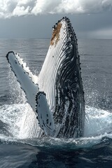 Naklejka premium Humpback Whale Breaching Ocean Surface