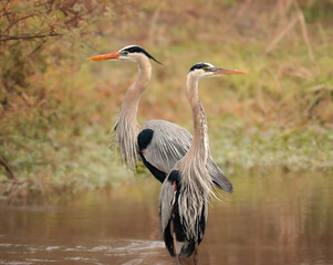Gorgeous Great Blue Heron Couple Pair Mating Breeding Season 