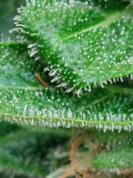 Milchige Cannabis Trichome, Nahaufnahme Canabis