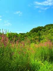 Obraz premium ミソハギの咲く夏の野原風景