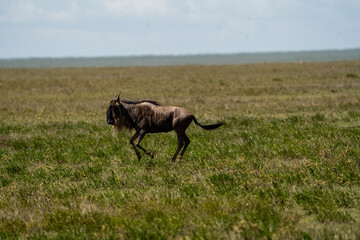 Naklejka premium Wildebeest in the Serengeti National Park, Tanzania