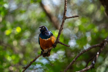 Superb Starling Perched on a Tree Branch in Serengeti, Tanzania