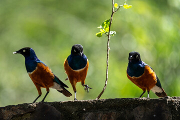 Fototapeta premium Three Superb Starlings on a Stone Ledge in Serengeti, Tanzania