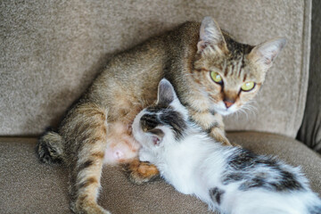 A heartwarming image of a mother cat gently nursing her adorable kitten on a comfy sofa. Mother Cat Nursing Kitten on a Sofa