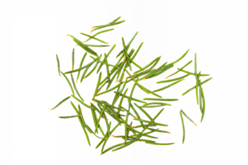 A pile of pine needles isolated on a white background.