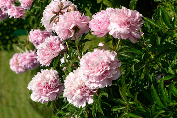 Magnificent buds of unusual soft pink peonies close-up.