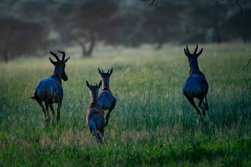 African Antelope Family in the Evening Light