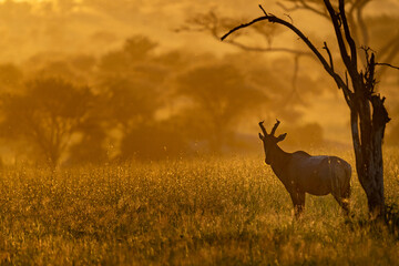 Antelope Silhouette Against Golden African Sunset