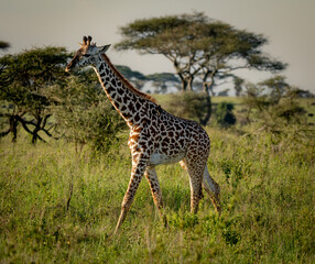 Majestic Giraffe Roaming the African Savanna
