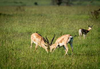 Male Gazelles Battling for Dominance in the African Grasslands