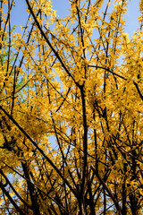 Bright yellow forsythia flowers bloom on bare branches against a clear blue sky, capturing the...