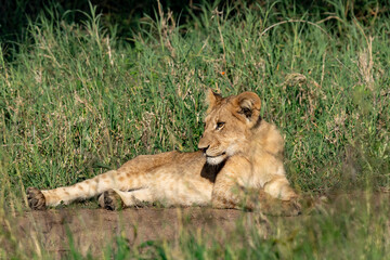 Young Lion Cub Relaxing in the Grass