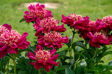 Magnificent buds of unusual bright red peonies with yellow stamens in a summer garden.