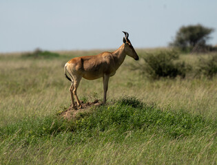 Hartebeest Standing on a Termite Mound in the African Savannah
