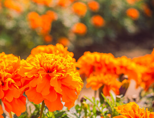 マリーゴールドの丘　マリーゴールドの花53