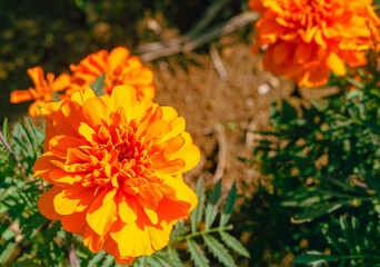 マリーゴールドの丘　マリーゴールドの花46