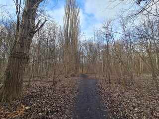Pfad im Berliner Plänterwald