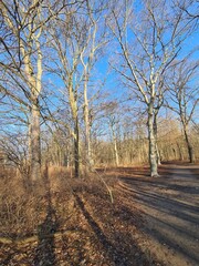 Beautiful Plänterwald Forest in Winter Season, With Clear Blue Sky, in Berlin Treptow