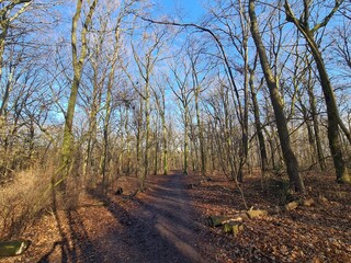Beautiful Plänterwald Forest in Winter Season, With Clear Blue Sky, in Berlin Treptow