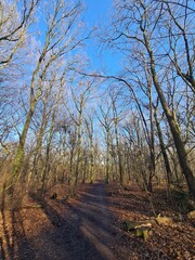 Beautiful Plänterwald Forest in Winter Season, With Clear Blue Sky, in Berlin Treptow