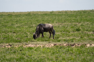 Fototapeta premium Wildebeest Grazing in the Grasslands