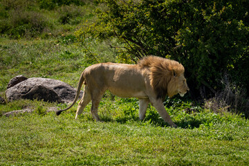 Majestic Male Lion Walking Through the Grasslands
