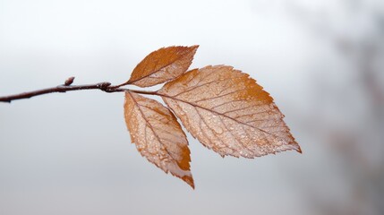Frozen autumn leaves on branch, misty background, nature wallpaper