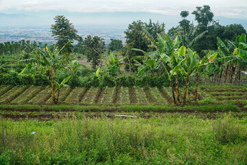 Serene view of a cultivated farm showing banana trees and various crops, overlooking a distant city. Tranquil Agricultural Landscape with Lush Greenery and Banana Trees