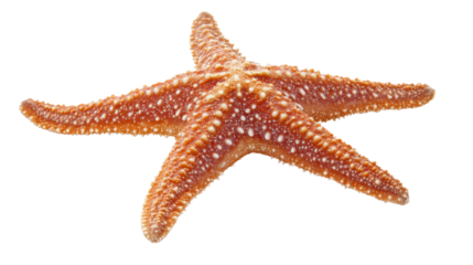 Orange starfish isolated on transparent background showing tiny white spots