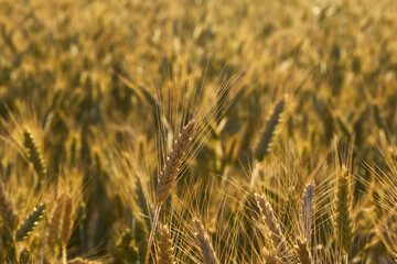 Ears of wheat from a cereal field in Andalusia. Spain