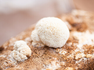 sopl&oacute;wka jeżowata