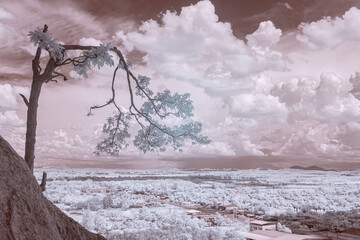 Infrared photography, a landscape with a tree extending from a rocky outcrop