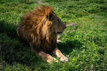 Lion Resting in the Grassland