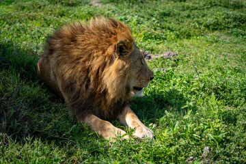 Naklejka premium Lion Resting in the Grassland