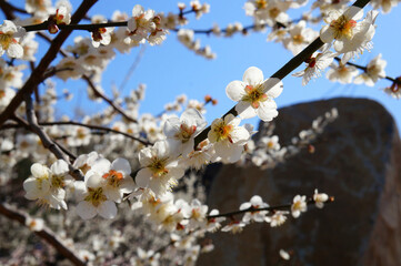 Pure white plum blossoms were in full bloom on a warm spring day with the blue sky and rocks in the background.