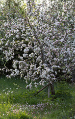 Ecological spring garden with flowering apple trees, variety of natural vegetation without the use of chemical fertilizers. Green grass with wild flowers dandelions, daisies, biodiversity. Vertical