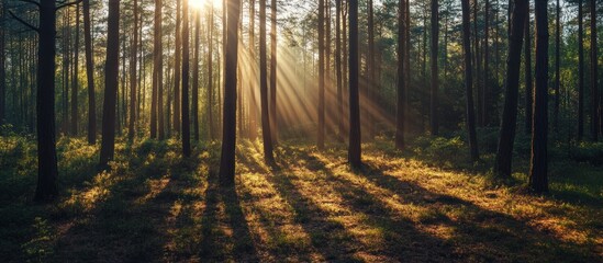 Obraz premium Sunbeams Dancing Through the Mystical Forest