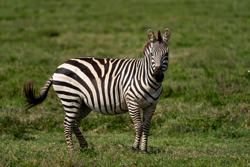 Zebra Standing in Lush Green Grassland